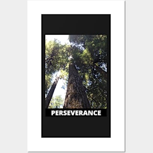 Perseverance motivational photo of giant redwood Posters and Art